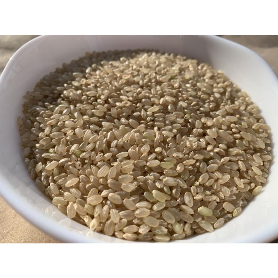 コシヒカリ 【10％offクーポン対象】米 新潟県産 玄米 30kg 令和7年産