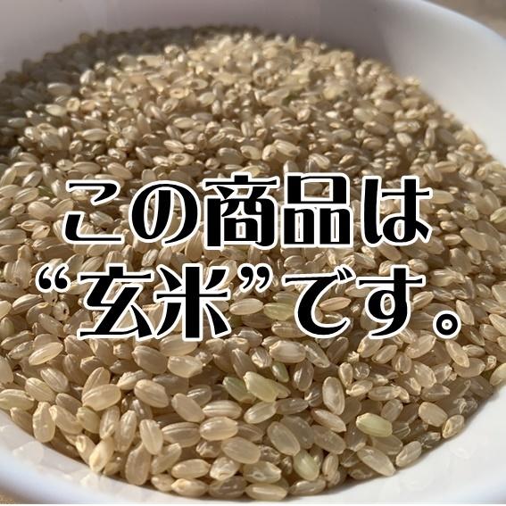 コシヒカリ 新米 玄米 30kg 令和8年産 新潟県産 一等米 30キロ こめ