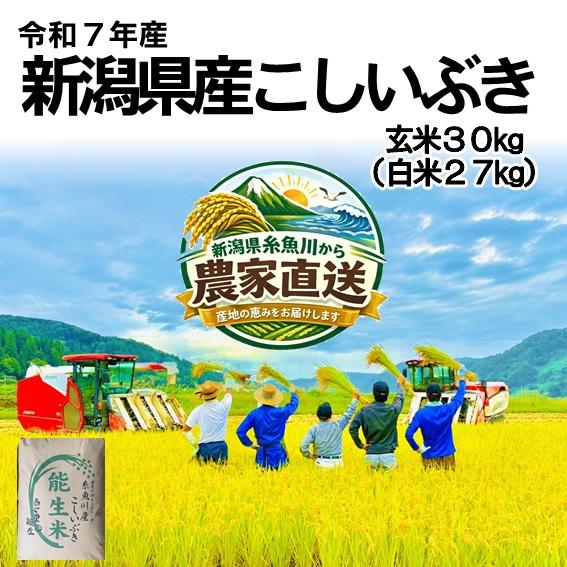 米 令和7年産 新潟県産 こしいぶき 玄米 30kg 一等米 白米27kg  業務用 大袋 精米無料 小分け対応不可 農家直送 送料無料 にいがた 糸魚川 能生 おこめ（Yahoo!・農家直送・あぐ里能生）