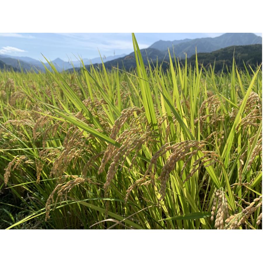 米 令和7年産 新潟県産 こしいぶき 玄米 30kg 一等米 白米27kg 業務用 大袋 精米無料 小分け対応不可 農家直送 送料無料 にいがた 糸魚川 能生 おこめ_18