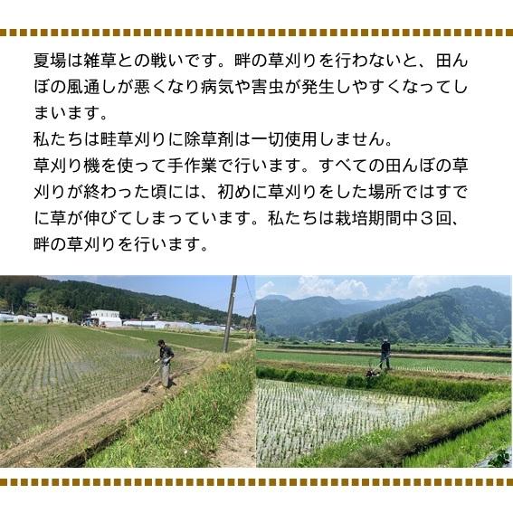 米 令和7年産 新潟県産 こしいぶき 玄米 30kg 一等米 白米27kg 業務用 大袋 精米無料 小分け対応不可 農家直送 送料無料 にいがた 糸魚川 能生 おこめ_5