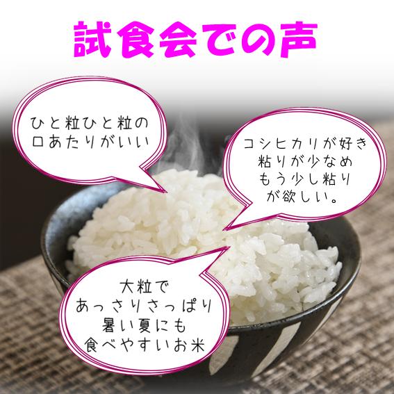 新米 令和8年産 米 なつひめ 10kg 5kg×2 白米 農家直送 新潟県糸魚川産