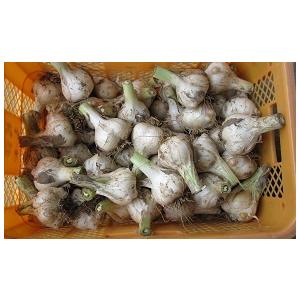 鳥取県令和8年産ジャンボニンニク 自然乾燥 5kg : まるよし農産