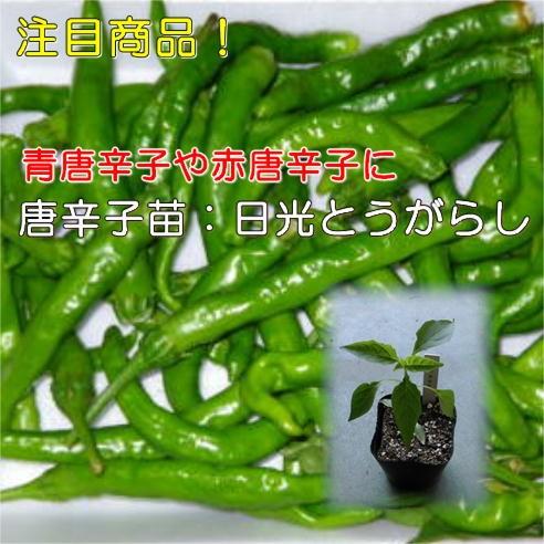 野菜苗 唐辛子苗 日光とうがらし 5本 9cmポット 9 5 9 20 農家の店ヤマシチ 通販 Yahoo ショッピング