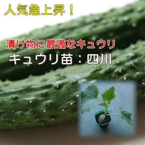 野菜苗 キュウリ苗 四川きゅうり 5本 9cmポット 9 5 9 9 農家の店ヤマシチ 通販 Yahoo ショッピング