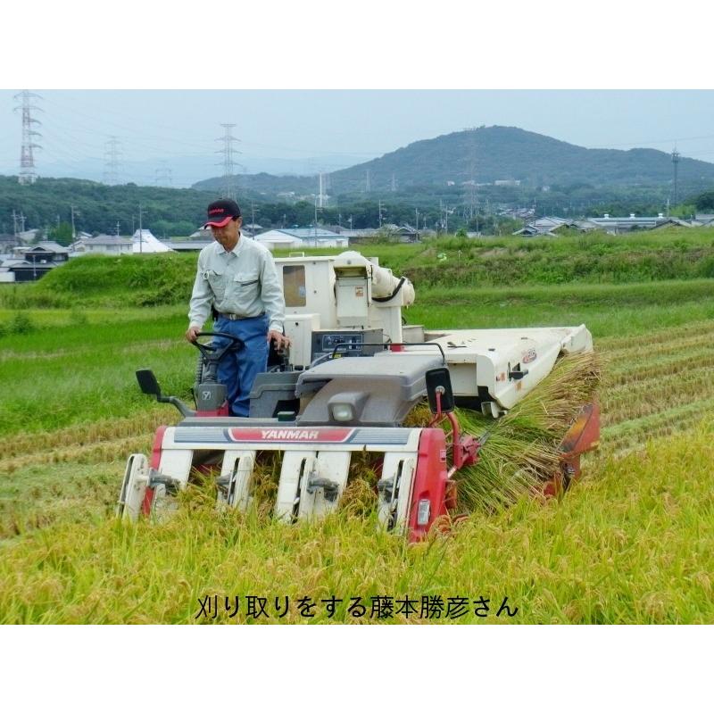米 玄米 10kg 藤本勝彦さん ミルキークイーン 玄米/白米選択可 令和7年兵庫県稲美町産 産地直送 残り少なし_4