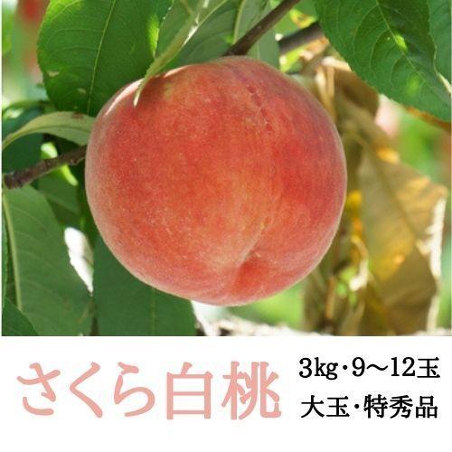 ファッションなデザイン 予約受付中 桃 さくら白桃 3kg ９ 12玉 国産 送料無料 予約 お中元 数量限定 贈答用 ８月下旬 から 順次発送 お届け 福島県 伊達市