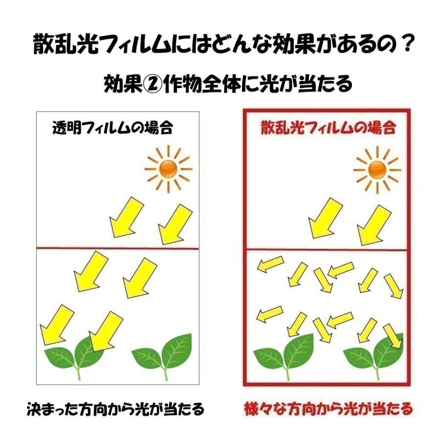 花野果Sun-X サンクロス 0.15mm厚 840cm幅 希望の長さ(m)を数量に入力