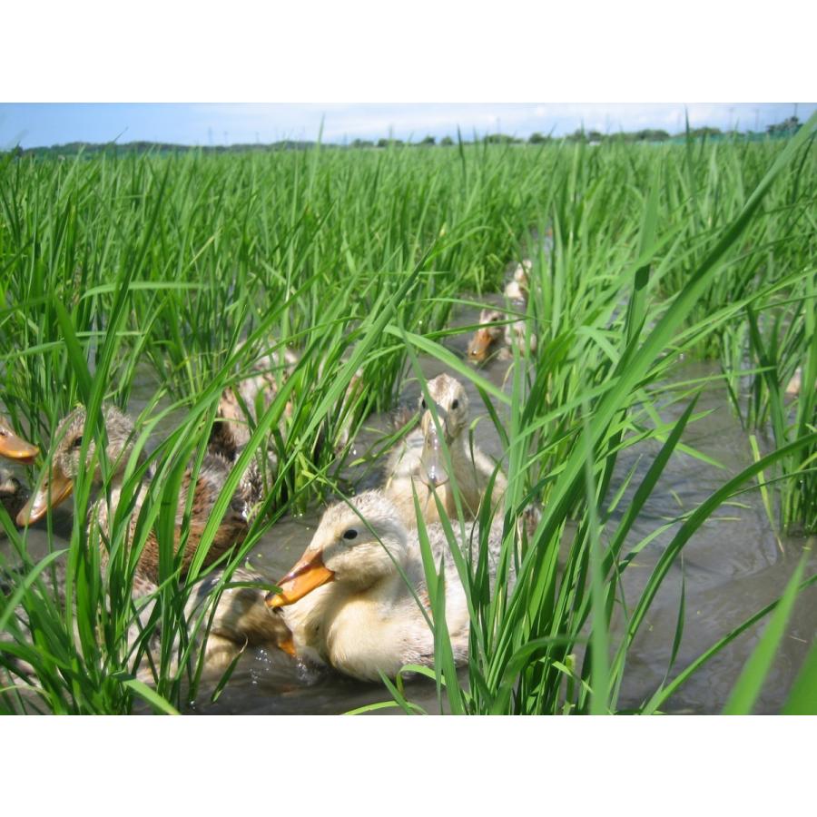 令和7年産　JAS有機あいがも栽培米（玄米）5kg【新潟県胎内市産】 | コシヒカリ | 01