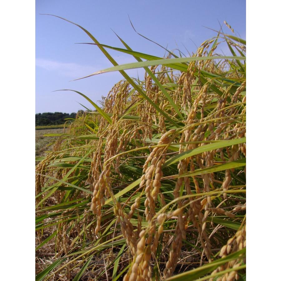 令和7年産　特別栽培米コシヒカリ（精米）5Kg【新潟県胎内市産】 | コシヒカリ | 01