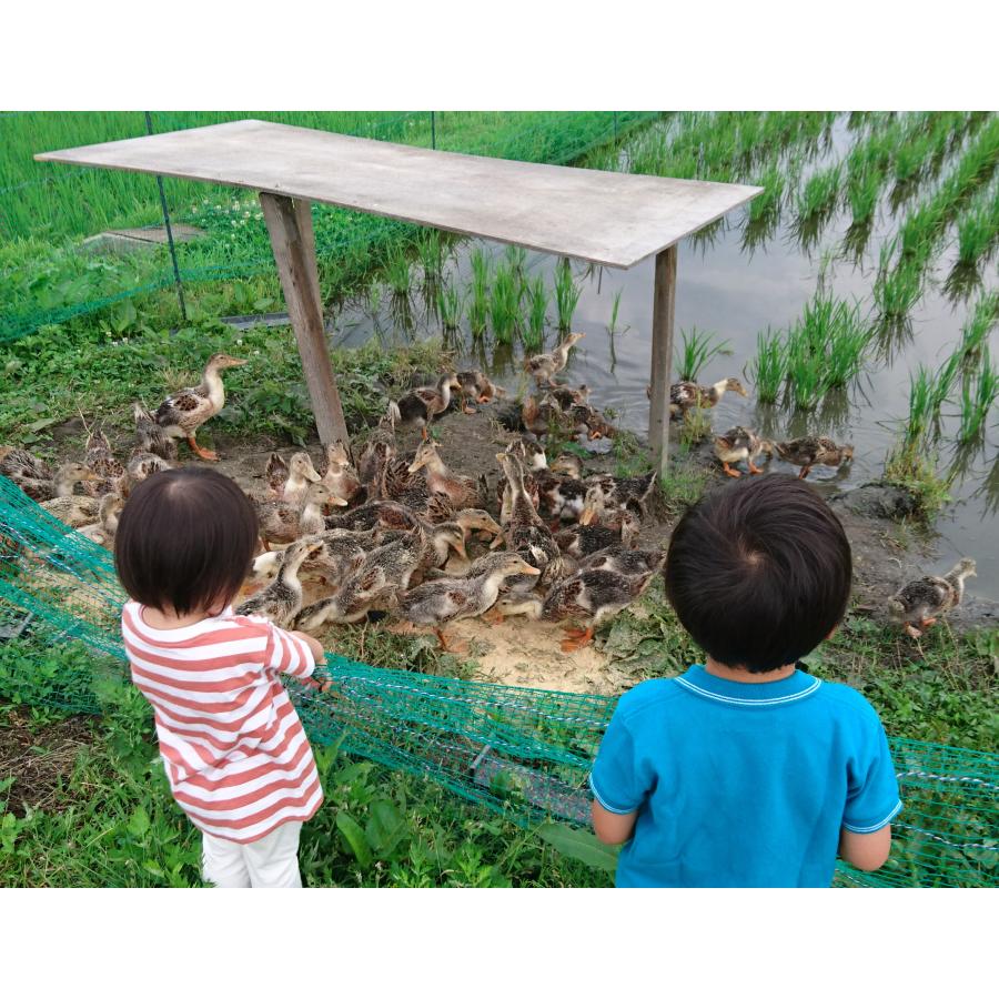 パックご飯【JAS有機認証】あいがも栽培 レトルトご飯 150g 10個セット 新潟県産 贈答 贈り物 一人暮らし 非常食 常備食 | コシヒカリ | 04