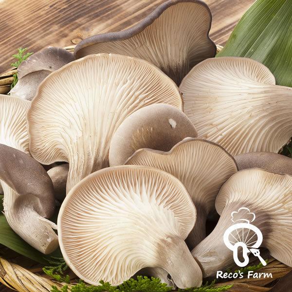 竜王足太あわび茸(生）1kg（滋賀県竜王町産）ヘルシーきのこ！竜王