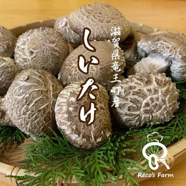 原木生しいたけ 1kg（滋賀県竜王町産） 竜王きのこ農園レコズファーム