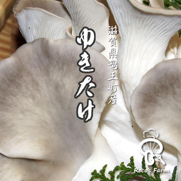 雪茸（生） 500g（滋賀県竜王町産）竜王きのこ農園レコズファーム