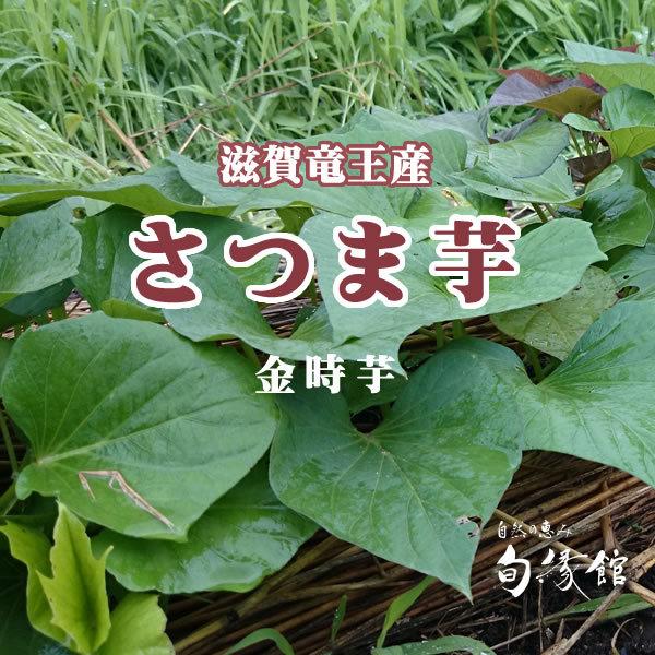 竜王さつま芋 金時芋 ３ｋｇ（滋賀県竜王町山之上産）やまねっ娘（やまねっこ） 壌土で育ったサツマイモ【滋賀県ご当地モール】 |  | 02