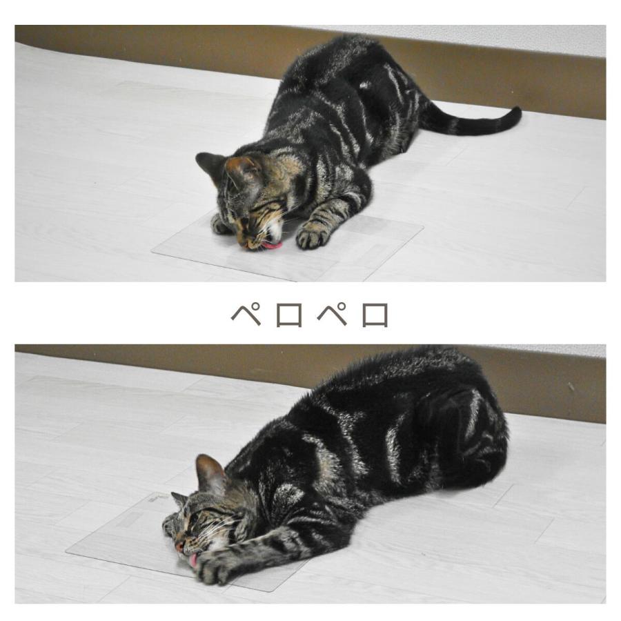 話題のマタタビスプレー 「 ララ ペレッティー Me 28ml 」猫用