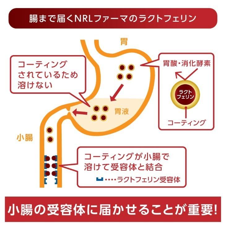 NRLファーマ 腸まで届く ラクトフェリンGX サプリ 90粒 30日分 子宮内 