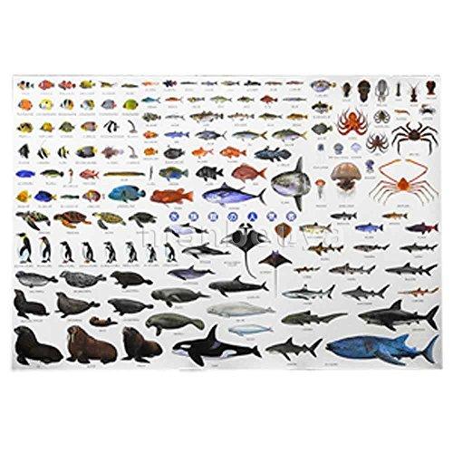 魚 図鑑 こども ポスター ザ アクセス 水族館の人気者 A1サイズ Nsu 07f5x765f ネットショップultimate 通販 Yahoo ショッピング
