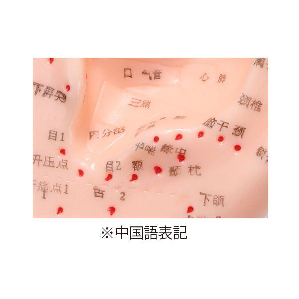 7BEAUTY 耳模型 耳つぼ スタンド付 幅120×奥行65×高さ250mm 人体