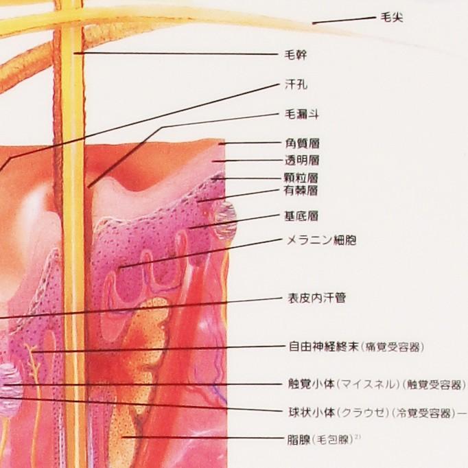 翌日配送 皮膚 デスクサイズプラスチック版 ポスター 人体チャート 医学チャート 人体ポスター 人体解剖図 人体図 整体用品 7エステnshop店 通販 Paypayモール