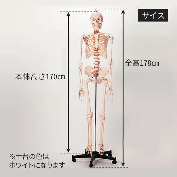 人体模型 骨格模型 等身大 間接模型 骨格標本 骨模型 骸骨模型 人骨