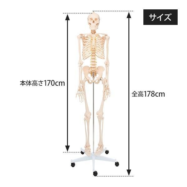 人体模型 骨格模型 等身大 間接模型 骨格標本 骨模型 骸骨模型 人体模型 骨格模型 等身大 間接模型 骨格標本 骨模型 骸骨模型