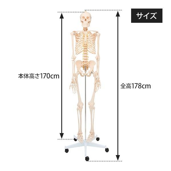 人体模型 骨格模型 等身大 間接模型 骨格標本 骨模型 骸骨模型 人骨模型 骨格 人体 モデル ヒューマンスカル 骸骨 ガイコツ 可動 靭帯 7ウェルネ 全身骨格模型｜nshop-y｜10