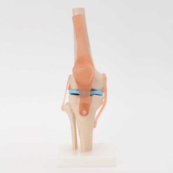 人体模型 骨格模型 7ウェルネ 膝関節 模型 実物大 間接模型 骨格標本 骨模型 骸骨模型 人骨模型 骨格 人体 モデル ヒューマンスカル 骸骨｜nshop-y