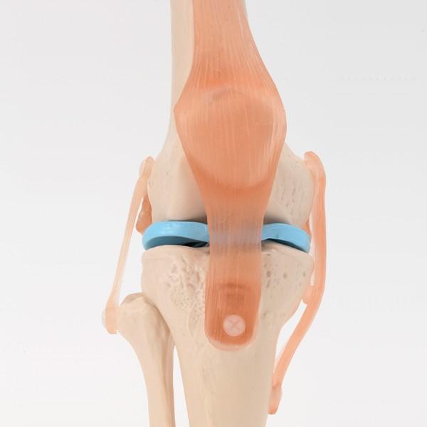 人体模型 骨格模型 7ウェルネ 膝関節 模型 実物大 間接模型 骨格標本 骨模型 骸骨模型 人骨模型 骨格 人体 モデル ヒューマンスカル 骸骨