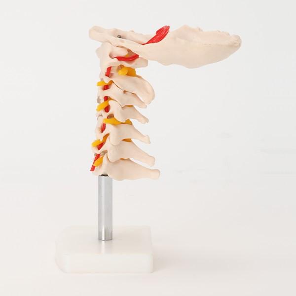 人体模型 7体セット Amazon.co.jp: Huang Yem 人体模型 パズル 人体モデルおもちゃ