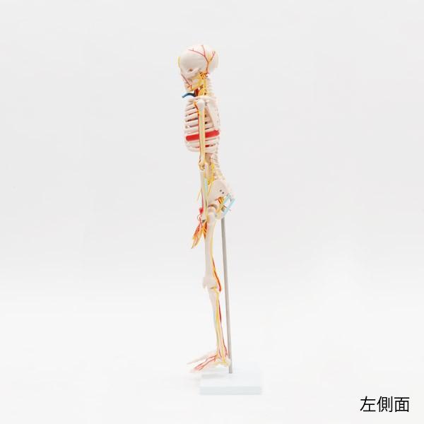 骨格模型 楽天市場】人体模型 骨格模型 全身骨格 模型 1/2サイズ 高さ85cm