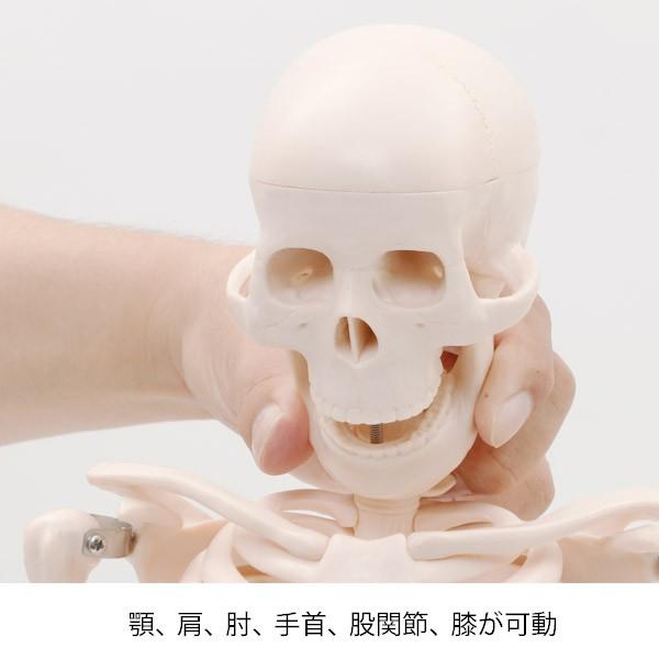 人体模型 骨格模型 7ウェルネ 全身骨格 模型 1/2サイズ 高さ85cm 間接模型 骨格標本 骨模型 骸骨模型 人骨模型 骨格 人体 モデル｜nshop-y｜02