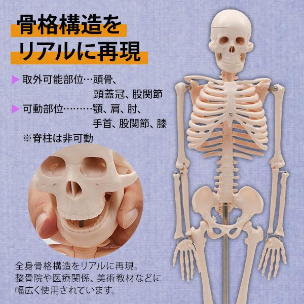 人体模型 骨格模型 7ウェルネ 全身骨格 模型 1/2サイズ 高さ85cm 人体模型 骨格模型 7ウェルネ 全身骨格 模型 1/2サイズ 高さ85cm