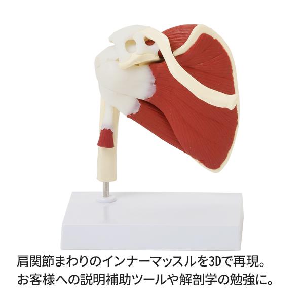 人体模型 主要筋 腱 靭帯付 肩関節模型 7ウェルネ 模型 実物大