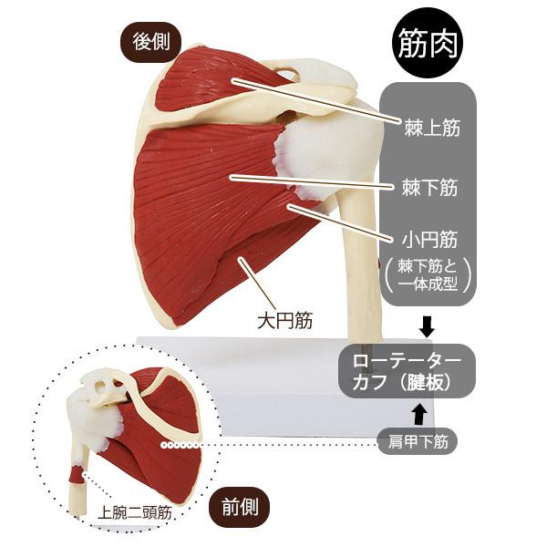 人体模型 主要筋 腱 靭帯付 肩関節模型 7ウェルネ 模型 実物大