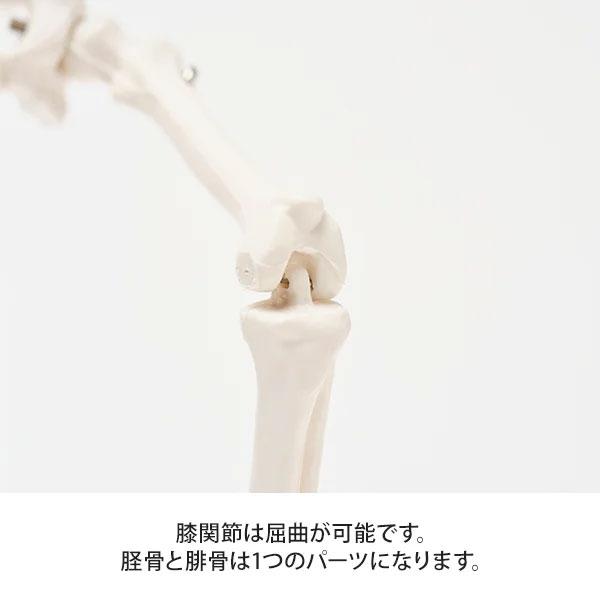 全身骨格模型 高さ22cm 人体模型 スタンド付き 骨格模型 7ウェルネ