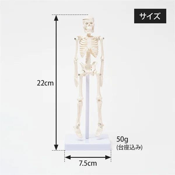 全身骨格模型 高さ22cm 人体模型 骨 スタンド付き 骨格標本 関節 全身骨格模型 高さ22cm 人体模型 骨 スタンド付き 骨格標本 関節
