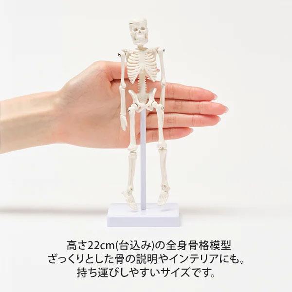 全身骨格模型 高さ22cm 人体模型 骨 スタンド付き 骨格標本 関節 全身骨格模型 高さ22cm 人体模型 骨 スタンド付き 骨格標本 関節