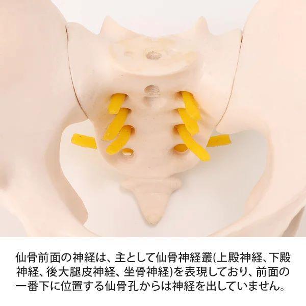 骨盤模型 腰椎模型 スタンド付き ハーフサイズ 高さ21×幅13.5cm 骨格