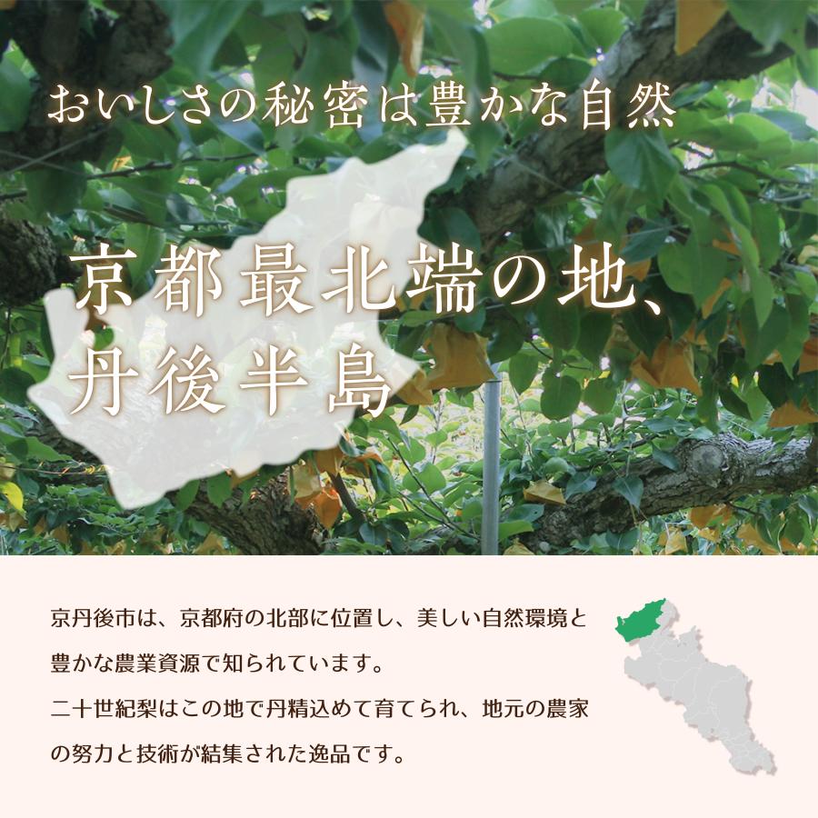 京丹後産二十世紀梨　5kg箱入（13玉前後）ギフト　お取寄せ |  | 01