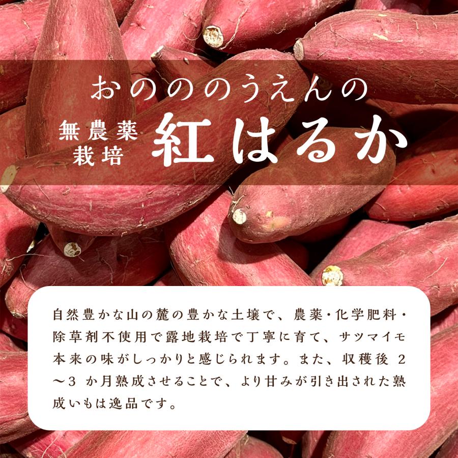 【2月初旬出荷】京都・丹後産 無農薬さつまいも「紅はるか」2kg オーガニック　化学肥料・除草剤不使用 |  | 01