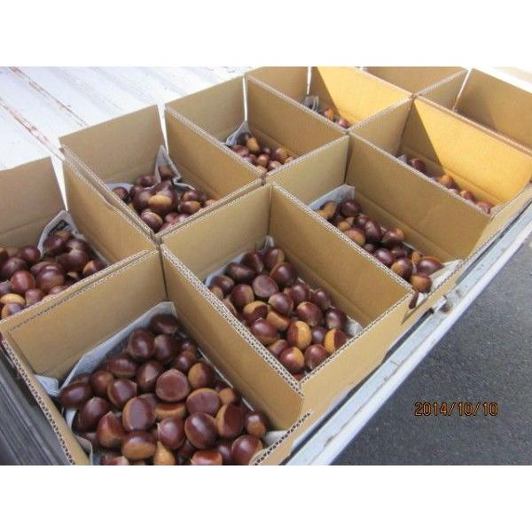 予約]山口県・岩国産生栗「岸根栗」Lサイズ-2kg(出荷予定10/1〜10/25