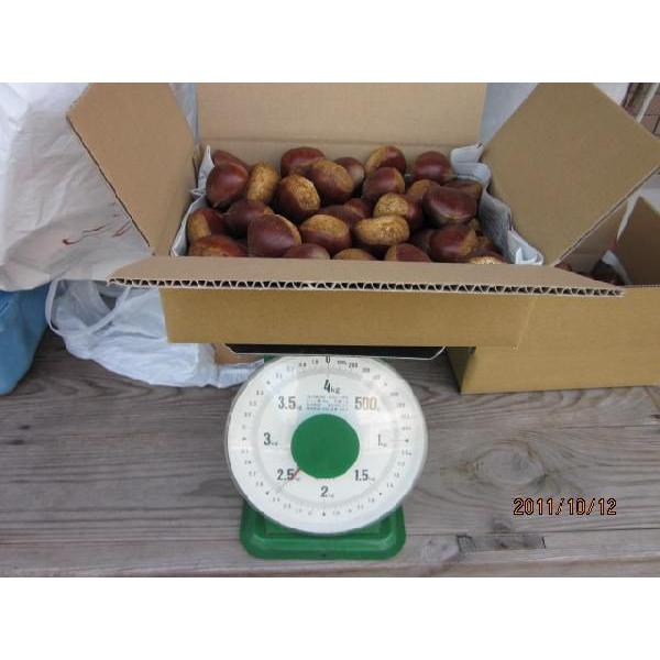 予約]山口県・岩国産生栗「岸根栗」Lサイズ-2kg(出荷予定10/1〜10/25