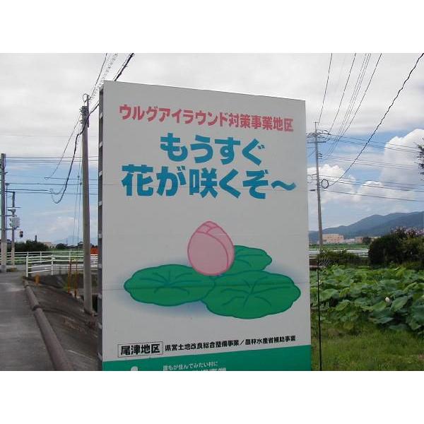 ①　レンコン堀鍬　レンコン堀専用鍬　レンコンくわ 特選国産品 ○タ印 蓮根鍬 レンコン堀り鍬 蓮根堀専用手鍬 4本爪