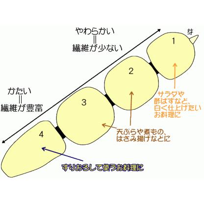 岩国蓮根(れんこん)3kg箱｜nssnss｜05