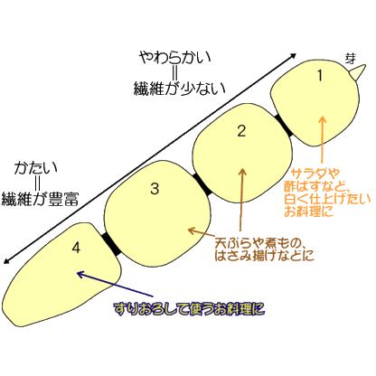 岩国蓮根(れんこん)5kg箱｜nssnss｜06