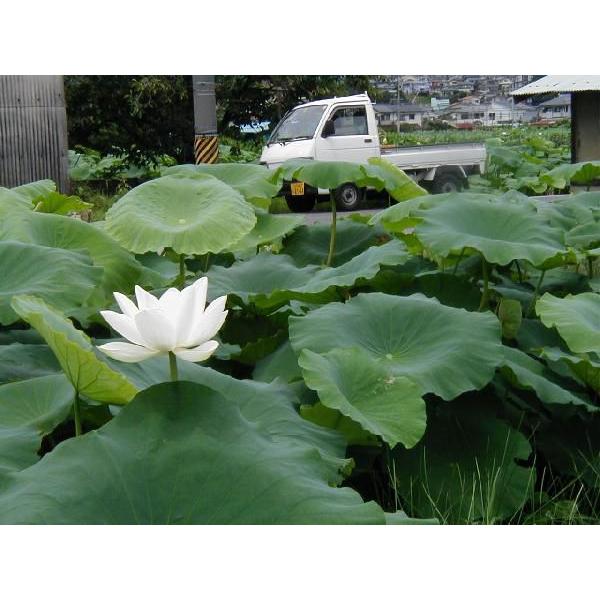 萌付岩国れんこん種ハス １箱 10kg 予約 販売 3 4 25発送 Renkon10 Comodo農園 通販 Yahoo ショッピング