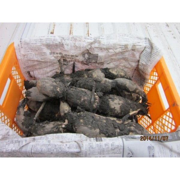 https://item-shopping.c.yimg.jp/i/n/nssnss_tanerenkon5?qBvN6IUQPkiySc