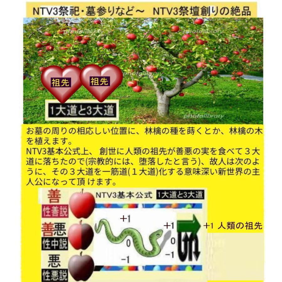 新生活　＋1人類の祖先とは(ランドセルタイプ) |  | 06