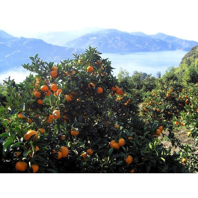 紅まどんな 訳あり 家庭用 約 10kg 愛媛県産 紅マドンナ 送料無料